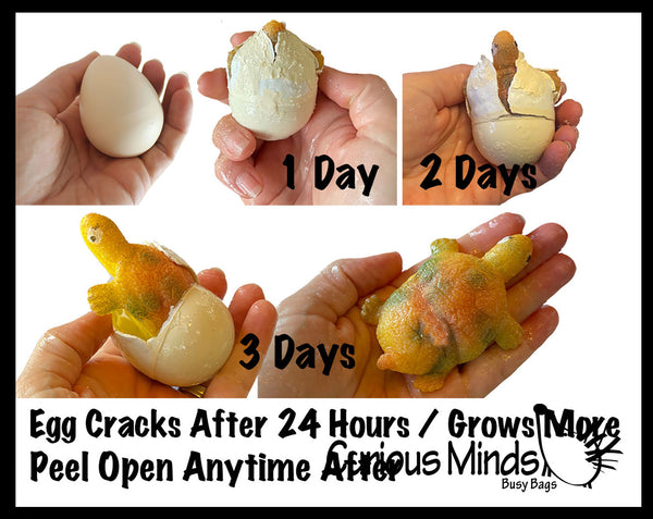 Hatch and Grow a Turtle Egg in Water - Add Water and it Grow - Critter Toy  Bath - Soak in Water and It Expands