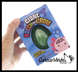 Jumbo Hatch and Grow an Axolotl Egg in Water - Add Water and it Grow - Critter Toy Bath - Soak in Water and It Expands